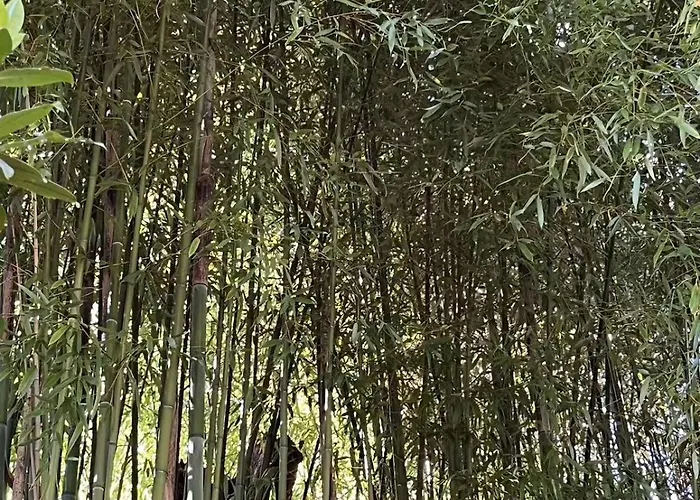 Lamamas 1